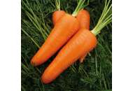 Мирафлорес F1 - морковь, Clause (Клоз) Франция фото, цена